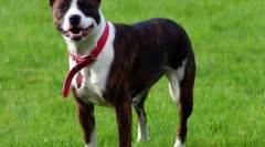 Pes staffordshire terrier (photo): močan, pameten in prijazen hišni ljubljenček